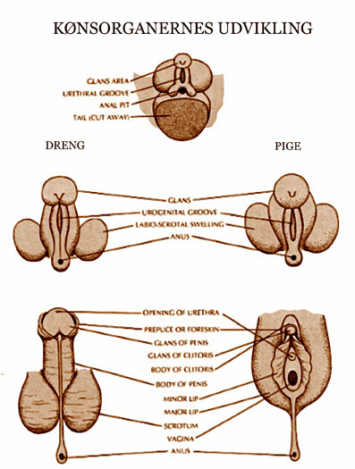 Undfangelse-03-06-Det-esoteriske-grundlag-for-hormonale-valg