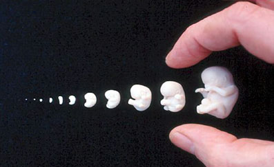 Undfangelse-03-08-Det-esoteriske-grundlag-for-hormonale-valg