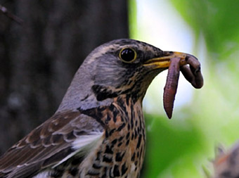 Tanker-om-opdragelse-09-Erik-Ansvang