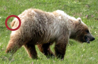 Stjernetraditioner-hos-fortidens-folk-04-Ove-von-Spaeth