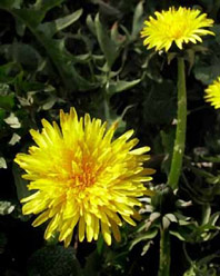 Konkurrence-esoterisk-belyst-08-Erik-Ansvang