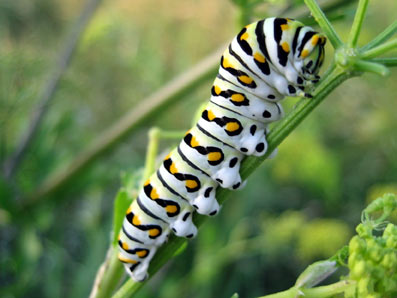 Konkurrence-esoterisk-belyst-16-Erik-Ansvang