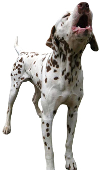 Naturvidenskab-&-�ndsvidenskab-09-Erik-Ansvang