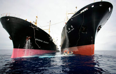 Greenpeace-Miljøorganisation-04