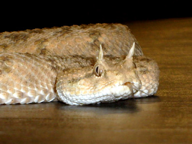 �ggets-symbolik-08-Erik-Ansvang