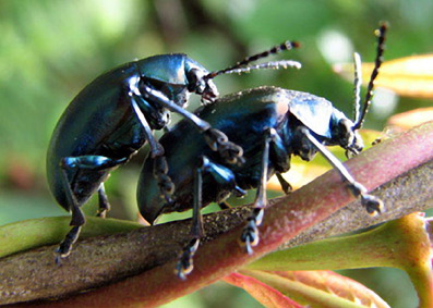 Khepera-skarab�en-10-Erik-Ansvang