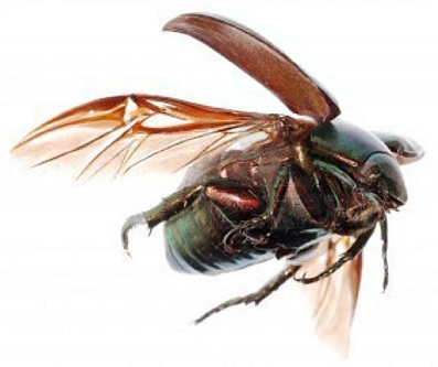 Khepera-skarab�en-11-Erik-Ansvang