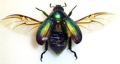 Khepera-skarab�en-12-Erik-Ansvang