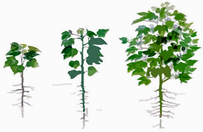 Hvad-er-en-esoterisk-skole-04-Alice-A-Bailey