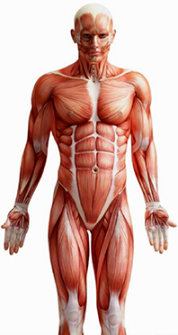 Det-fysiske-redskab-03-Annie-Besant