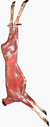 Det-fysiske-redskab-15-Annie-Besant