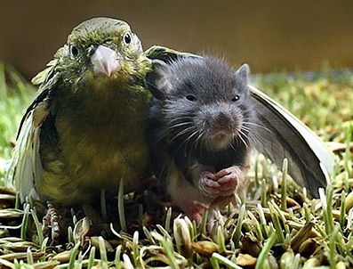 Praktisk-�ndsvidenskab-04-Blavatsky