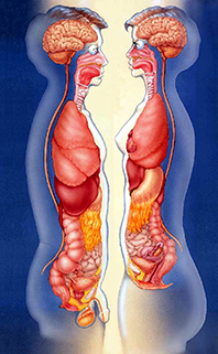 Videnskaben-&-Religionen-18-Annie-Besant