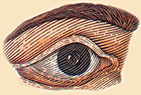 Psykiske-evner-og-deres-opst�en-13