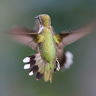 Luftdevaer-02-Geoffrey-Hodson