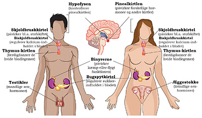 Hypofysen-og-pinealkirtlen-10