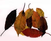 Ikon-Alder-og-discipelskab-�ndsvidenskab-og-esoterisk-filosofi