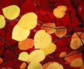 Ikon-Naturens-�ndelige-side-�ndsvidenskab-esoterisk-indsigt