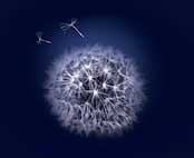 Ikon-Stilhedens-tavse-stemme-Esoterisk-artikel-World-Goodwill